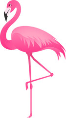 Stylized pink flamingo is balancing on one leg in flat design, transparent background