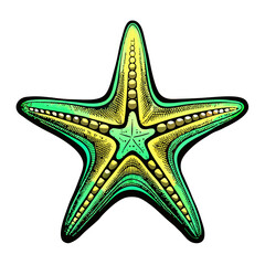 Colorful starfish illustrated with vibrant patterns with no background