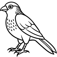 Sparrowhawk Minimalist Line Art on White