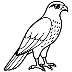 Obraz premium Sparrowhawk Minimalist Line Art on White