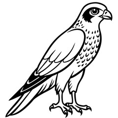 Sparrowhawk Minimalist Line Art on White