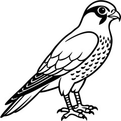 Sparrowhawk Minimalist Line Art on White