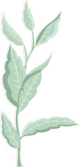Stylized branch floating in flat design, showing slender veined leaves on transparent background