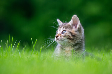Cute tabby kitten sitting in green grass