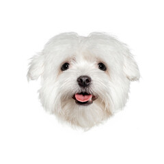 Maltese dog showing tongue on white background