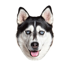Portrait of siberian husky dog with blue eyes looking happy on white background