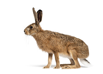 Side view of a European hare or brown hare, lepus europaeus, sitting and looking away on white...