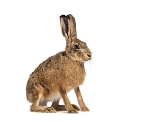 Side view of a European hare or brown hare, lepus europaeus, sitting and looking away on white...