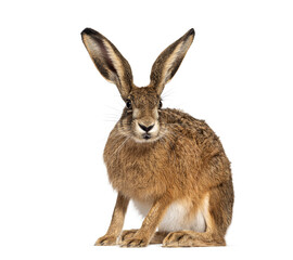 European hare, brown hare, Lepus europaeus, sitting with ears perked, isolated on white