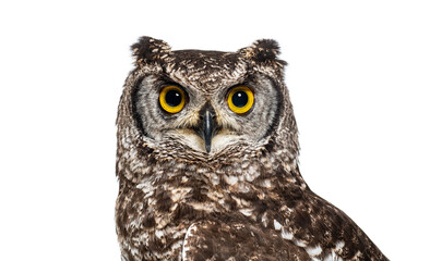 Head shot of a spotted eagle-owl, Bubo africanus, or African spotted eagle-owl looking at the camera, isolated on white