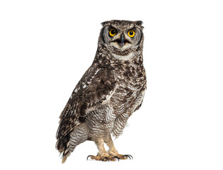 spotted eagle-owl, Bubo africanus, or African eagle-owl, islated on white