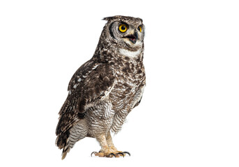 Expressive spotted eagle-owl, Bubo africanus, or African eagle-owl, looking up with beak open, islated on white