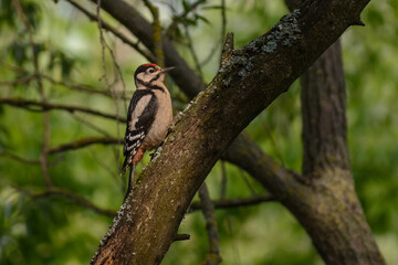 great spotted woodpecker on tree