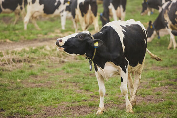 Cows enjoy pasture at an eco-farm in Denmark