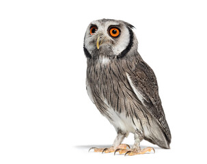 northern white-faced owl, Ptilopsis leucotis, standing and looking away, isolated