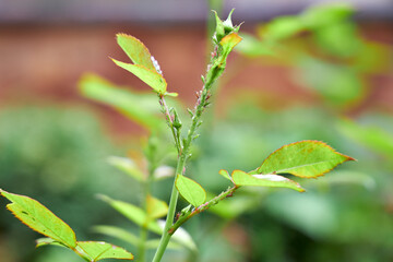 Macro shot of rose buds in a garden, visibly infested with green aphids. The image clearly shows the plant pest damage on the delicate petals and stems. Captured in natural light, this botanical close