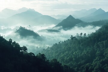 Majestic rainforest panorama revealing mist covered mountains at dawn, Panorama of rainforest and mountains shrouded in mist in the morning  Photo