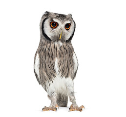 Northern white-faced owl, Ptilopsis leucotis, isolated on white