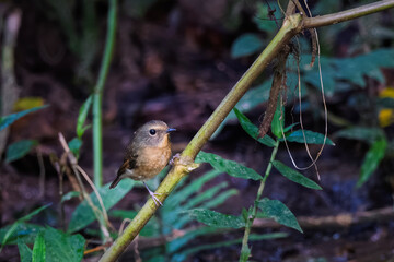 hill blue flycatcher or Cyornis whitei seen in Karimganj, Assam, India