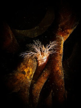 Holoturia equinodermo: pepino de mar