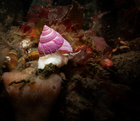 Caracol marino violeta