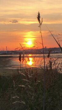 	186 chars Sunset over calm water, with tall grasses silhouetted in foreground, reflecting warm hues of orange and yellow, creating a serene atmosphere, ideal for relaxation and nature appreciation