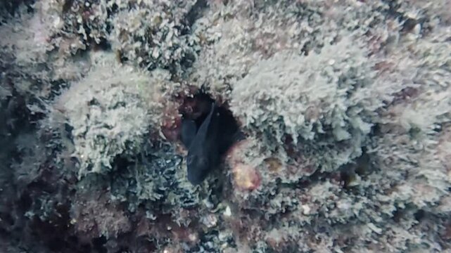 4k video of a Ringneck Blenny (Parablennius pilicornis) in Tarragona, Spain
