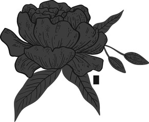 Peony-like bloom is appearing in line art with petals, buds and leaves on transparent background