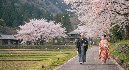 Elderly man and young woman walking under cherry blossom trees , clothing kimono
