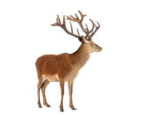 Red deer stag standing on white background with large antlers