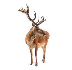 Red deer stag standing on white background showing antlers