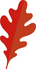 Gardinen Flat illustration showing red oak leaf with lobed outline and subtle vein on transparent background © vectorfusionart