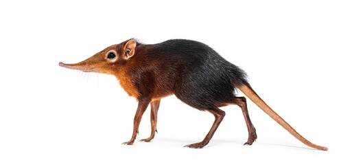 Black and rufous elephant shrew, Rhynchocyon petersi, walking and showing its distinctive long, pointed snout, isolated on white