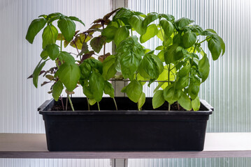 Fresh basil grows in a container on the balcony.