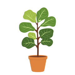 Fototapeta premium Fiddle Leaf Fig in Terracotta Pot – Flat Vector Houseplant Isolated on Transparent Background