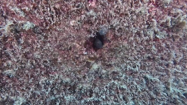 4k video of a Ringneck Blenny (Parablennius pilicornis) in Tarragona, Spain