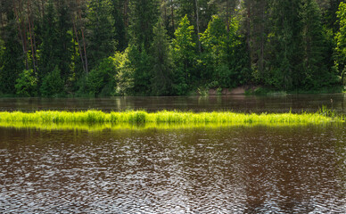 A calm river with a strip of vibrant green grass in the middle, bordered by dense forest on a sunny...