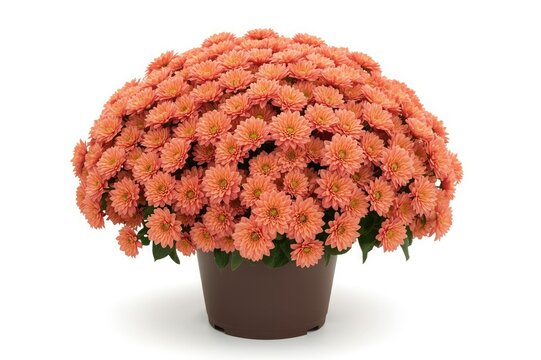 Abundant peach chrysanthemum plant in brown pot isolated on white background