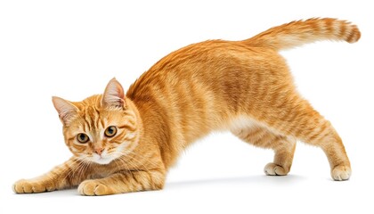 Ginger cat in a playful pose against a white background.