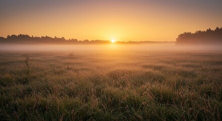 Fototapeta premium Golden Meadow Fog at Sunrise