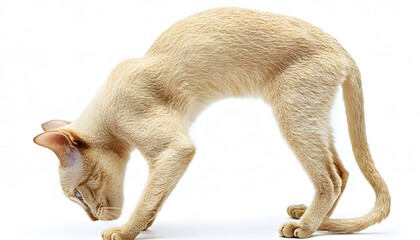 Light beige cat in a low, attentive pose.