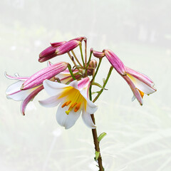 Royal lily