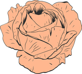 Rose is floating in flat peach tone on transparent background, petals, dark lines, copy space