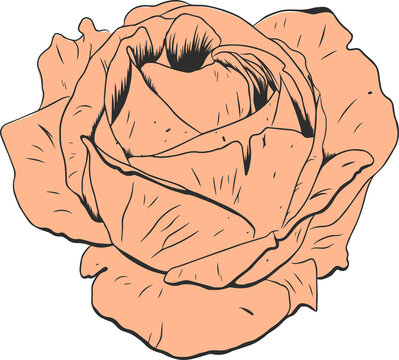 Fototapeta Rose is floating in flat peach tone on transparent background, petals, dark lines, copy space