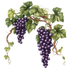 Modern botanical grapevine with purple grapes and detailed vine leaves, transparent PNG, natural science art