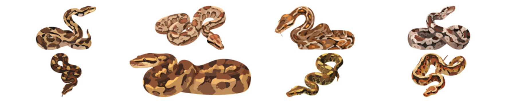 Set of  Boa constrictor Flat Vector Illustration on Transparent Background	