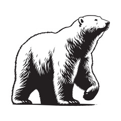 bear vector illustration