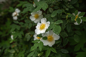 Wild White Roses with Yellow Centers in Lush Green Foliage