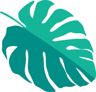 Fototapeta Displaying flat design Monstera leaf split in two green tones against transparent background
