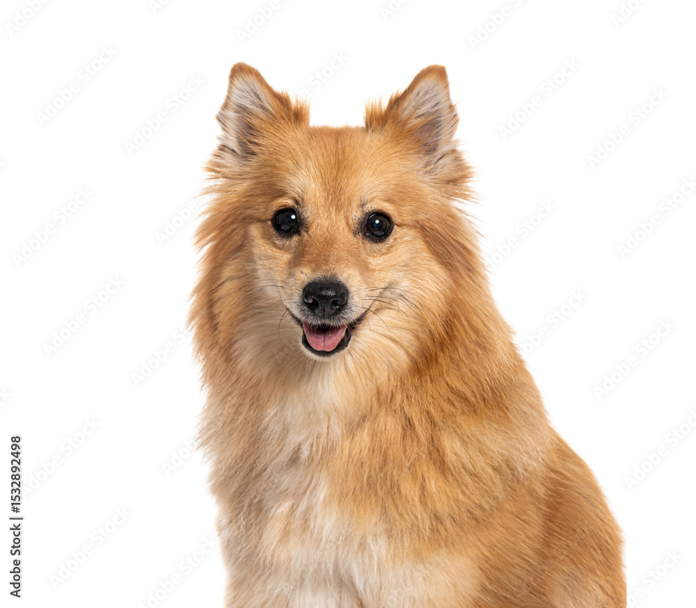 Poster portrait of a spitz panting and smiling on white background